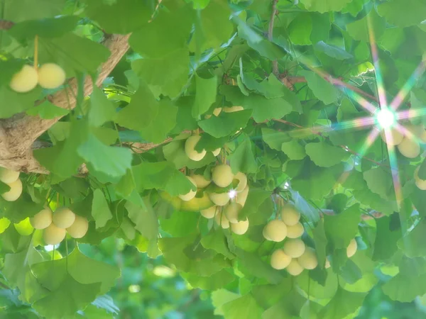 Tokio Japan Augustus 2020 Ginkgo Noten Zonnestralen Stromen Door Gingko — Stockfoto