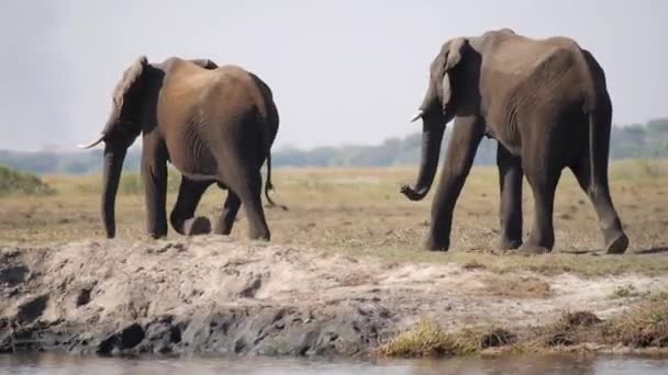 Zambezi Folyó Zimbabwe 2015 Augusztus Afrikai Elefántcsorda Zambezi Folyó Homokpartjánál — Stock videók