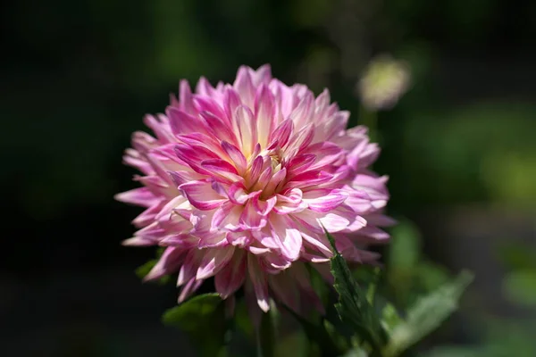 Tokyo,Japan-August 24, 2020: Closeup of Dahlia, variety \