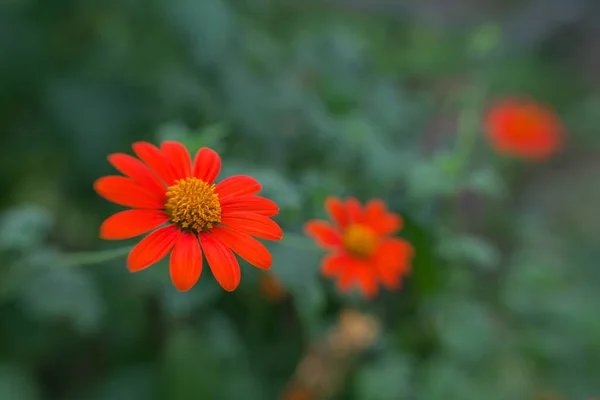 Токио Япония Августа 2020 Крупный План Мексиканского Подсолнечника Tithonia Rotundifolia — стоковое фото