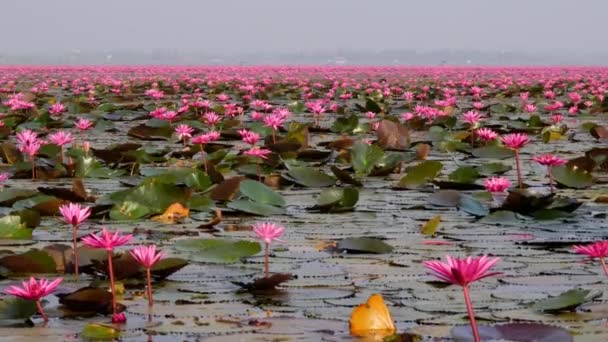 2020年1月22日タイ ウドタニー ウドタニーにある赤い蓮の湖またはタラ — ストック動画