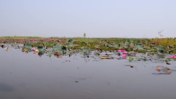 Udon Thani Tailandia Enero 2020 Lago Del Loto Rojo Talay — Vídeo de stock