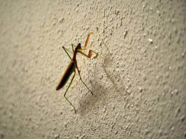 Tokyo, Japonya-2 Eylül 2020: Karanlık bir duvarda peygamber devesinin yakın çekimi