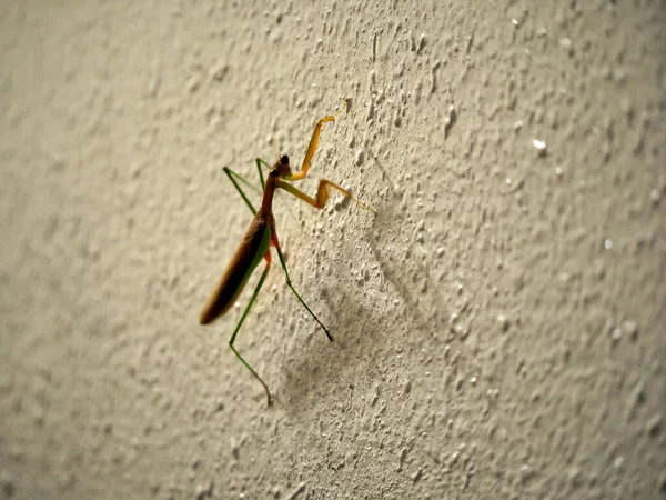 Tokyo, Japonya-2 Eylül 2020: Karanlık bir duvarda peygamber devesinin yakın çekimi