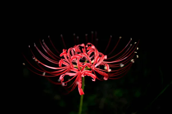 Tokyo, Japonya-1 Ekim 2020: İzole edilmiş Kızıl Örümcek zambağı ya da Cluster amaryllis ya da Lycoris radiata