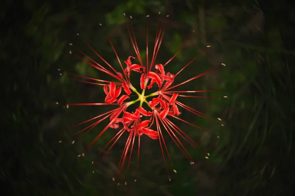 Tokyo Japan October 2020 Isolated Red Spider Lily Cluster Amaryllis — стокове фото