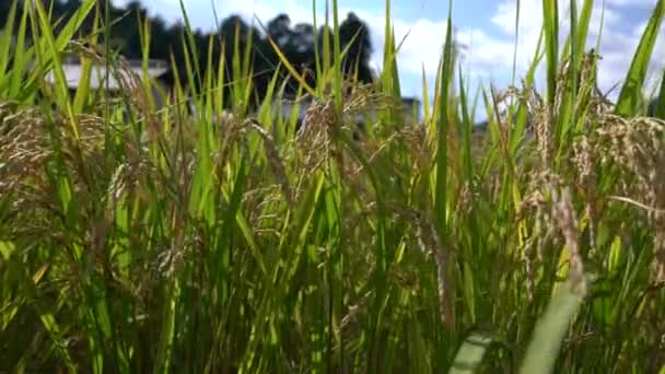 Nara Japón Octubre 2020 Campo Arroz Maduro Nara Japón Con — Vídeos de Stock