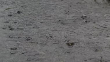 Tokyo, Japonya - 5 Eylül 2025: Şiddetli yağmur bir havuza yağıyor 