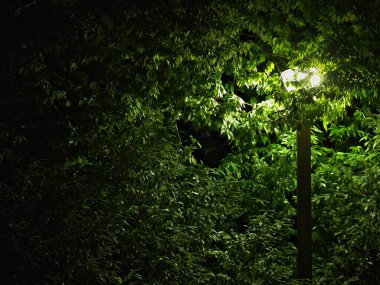 Tokyo, Japonya - 11 Eylül 2025: Ağaç ve yapraklar sokak lambasıyla aydınlatılmış 