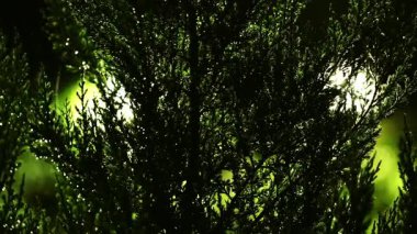 Tokyo, Japonya - 12 Eylül 2025: Sokak lambası arka planında yağmur damlaları olan Goldcrest