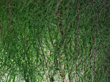 Tokyo, Japonya - 15 Eylül 2025: Yazın Kochia veya Bassia scoparia 