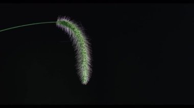 Tokyo Japonya - 15 Eylül 2025: Yeşil çalıların ışığa karşı kapanması