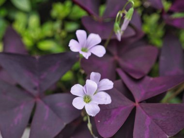 Tokyo, Japonya - 16 Eylül 2025: Oxalis üçgeninin kapatılması veya sahte yonca