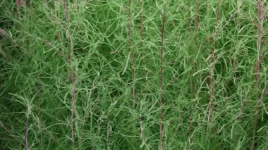 Tokyo, Japonya - 15 Eylül 2025: Yazın Kochia veya Bassia scoparia 