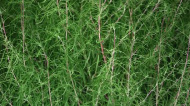 Tokyo, Japonya - 15 Eylül 2025: Yazın Kochia veya Bassia scoparia 