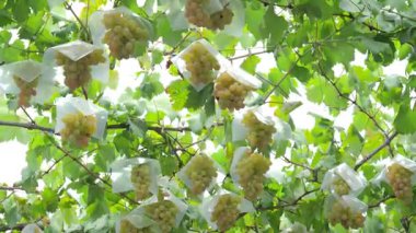 Yamanashi, Japonya - 19 Eylül 2025: Asılmış üzümler