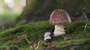 Tokyo, Japonya - 22 Eylül 2025: Panter şapkası veya sahte kızartıcı veya Amanita Pantherina