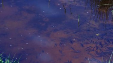 Küçük bir göl şehir plajlara yakın küçük balık sürüsü