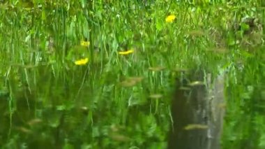 Çiçekleri suya yansıtılır. Sarı çiçekler ve yeşil çim açık nehir suyu, yaban hayatı yansıtılır
