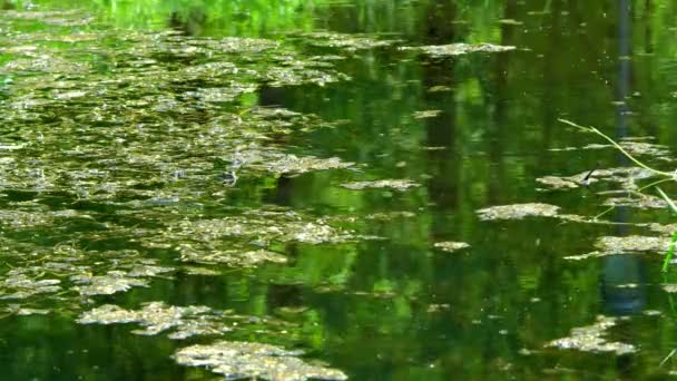 Algen Stroomt Beneden Een Gracht Groene Planten Het Moeras — Stockvideo