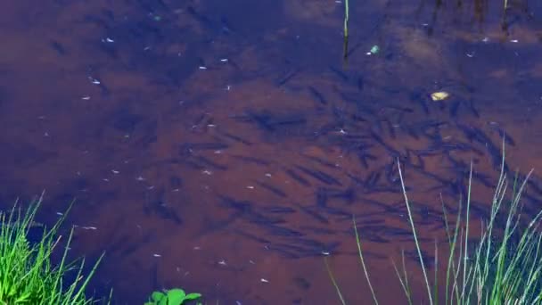 Una Bandada Peces Pequeños Pequeño Lago Cerca Las Playas Ciudad — Vídeo de stock