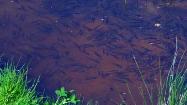 Een Zwerm Van Kleine Vissen Een Klein Meertje Buurt Van — Stockvideo