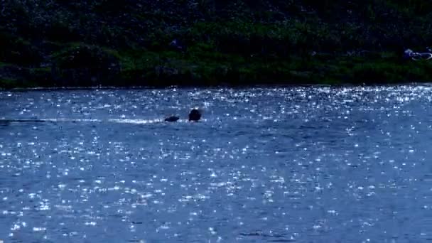 Man Met Kleine Beagle Pup Gek Rond Oceaan Zonsondergang Golven — Stockvideo