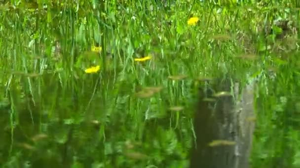 Las Flores Reflejan Agua Flores Silvestres Amarillas Hierba Verde Reflejan — Vídeo de stock