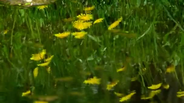 Fiori Riflettono Nell Acqua Fiori Selvatici Gialli Erba Verde Riflettono — Video Stock