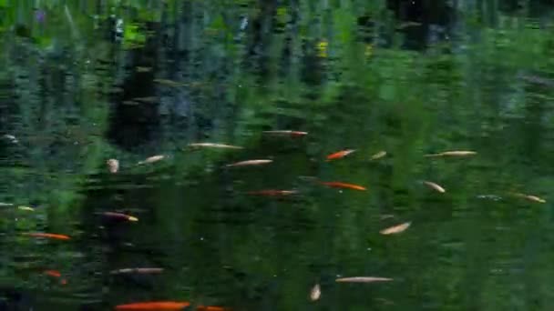 Küçük Bir Göl Şehir Plajlara Yakın Küçük Balık Sürüsü — Stok video