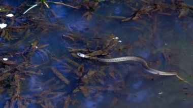 Bir çift dil gösterilen yılan kış bahar güneşli bir gölde yüzüyor sonra vahşi