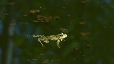 Çiftleşme mevsimi bir bataklık darbe kabarcıkları bahar yeşil kurbağa
