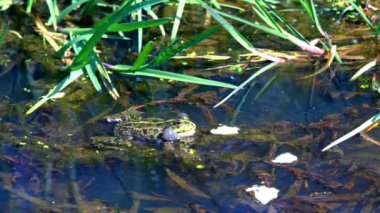 Çiftleşme mevsimi bir bataklık darbe kabarcıkları bahar yeşil kurbağa