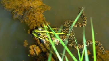 Çiftleşme mevsimi bir bataklık darbe kabarcıkları bahar yeşil kurbağa