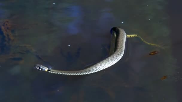 Serpiente Naturaleza Después Del Invierno Día Soleado Primavera Nada Lago — Vídeos de Stock