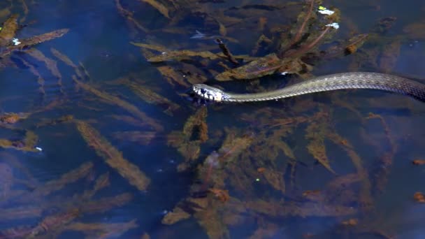 Serpiente Naturaleza Después Del Invierno Día Soleado Primavera Nada Lago — Vídeo de stock