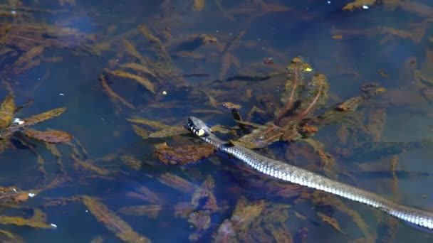 Змія Дикій Природі Після Зими Весняний Сонячний День Плаває Озері — стокове відео