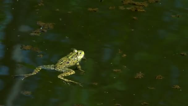 Sapos Verdes Pantano Soplan Burbujas Temporada Apareamiento Primavera — Vídeos de Stock