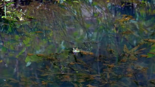 Zelené Ropuchy Bažině Foukat Bubliny Období Páření Jaře — Stock video