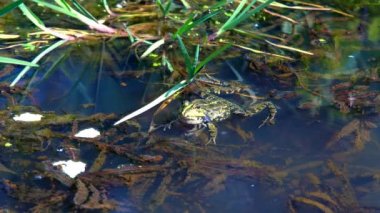 Çiftleşme mevsimi bir bataklık darbe kabarcıkları bahar yeşil kurbağa