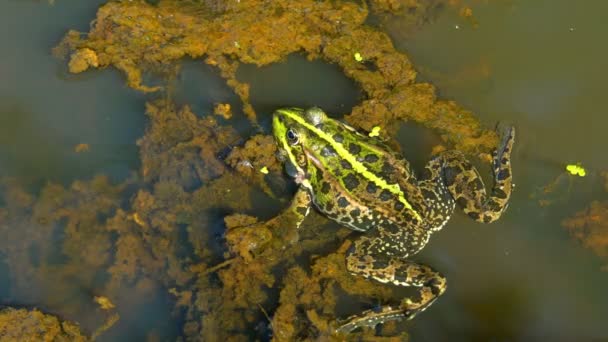 Les Crapauds Verts Dans Marais Soufflent Des Bulles Pendant Saison — Video