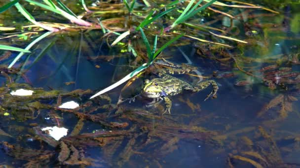 绿蟾蜍在沼泽吹泡在春天交配季节 — 图库视频影像