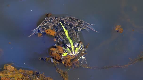 Green Toads Swamp Blow Bubbles Mating Season Spring — Stock Video