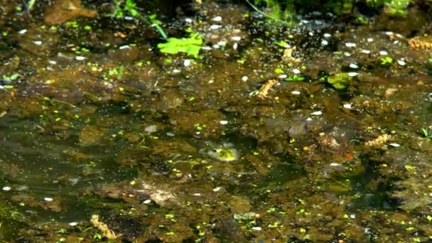 绿蟾蜍在沼泽吹泡在春天交配季节 — 图库视频影像