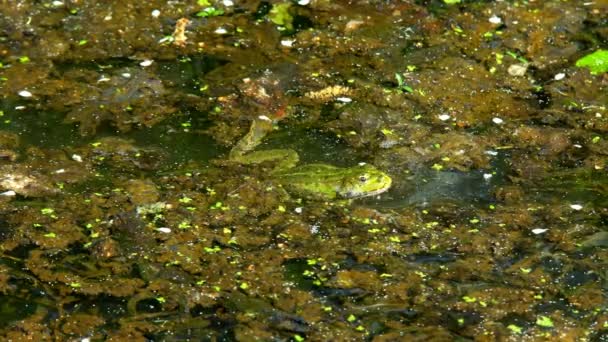 Sapos Verdes Pantano Soplan Burbujas Temporada Apareamiento Primavera — Vídeos de Stock