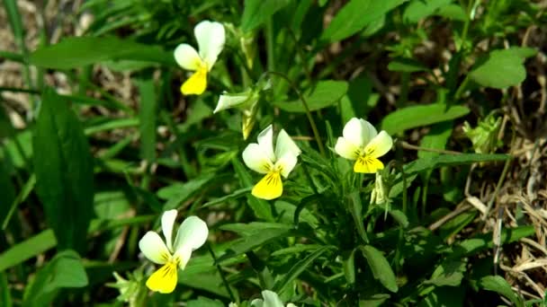 野生の花の草原 カモミールのクローズ アップの野生の花の性質 背景には 自然のためのビデオ — ストック動画