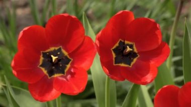 Çiçek büyük kırmızı lale. Lale alan, çiçekler üzerinde hafif rüzgar güneşli günde tereddüt