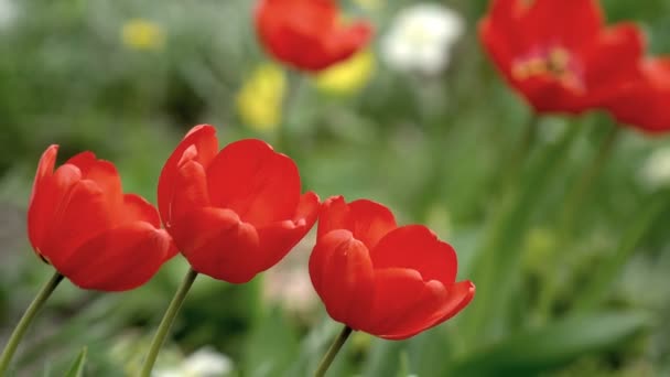 Blomma Stora Röda Tulpaner Tulpaner Fältet Blommor Vackla Lätta Vind — Stockvideo