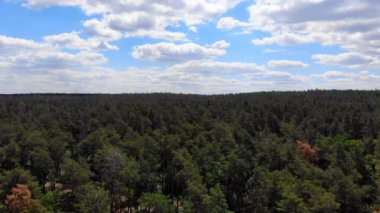4k kamera çam ormanı üzerinde uçuş. Kalın ormanlar orman boyunca kamera yavaş düzgün hareket.