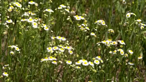 Çiçek Papatya Alanında Büyük Bir Alan Chamomiles Güneşli Bir Yaz — Stok video